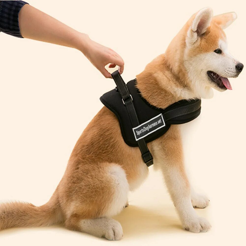 Ошейник для сиба ину. Шлейка для Акита ину. Wau Dog шлейка. Шлейка Comfy harness.