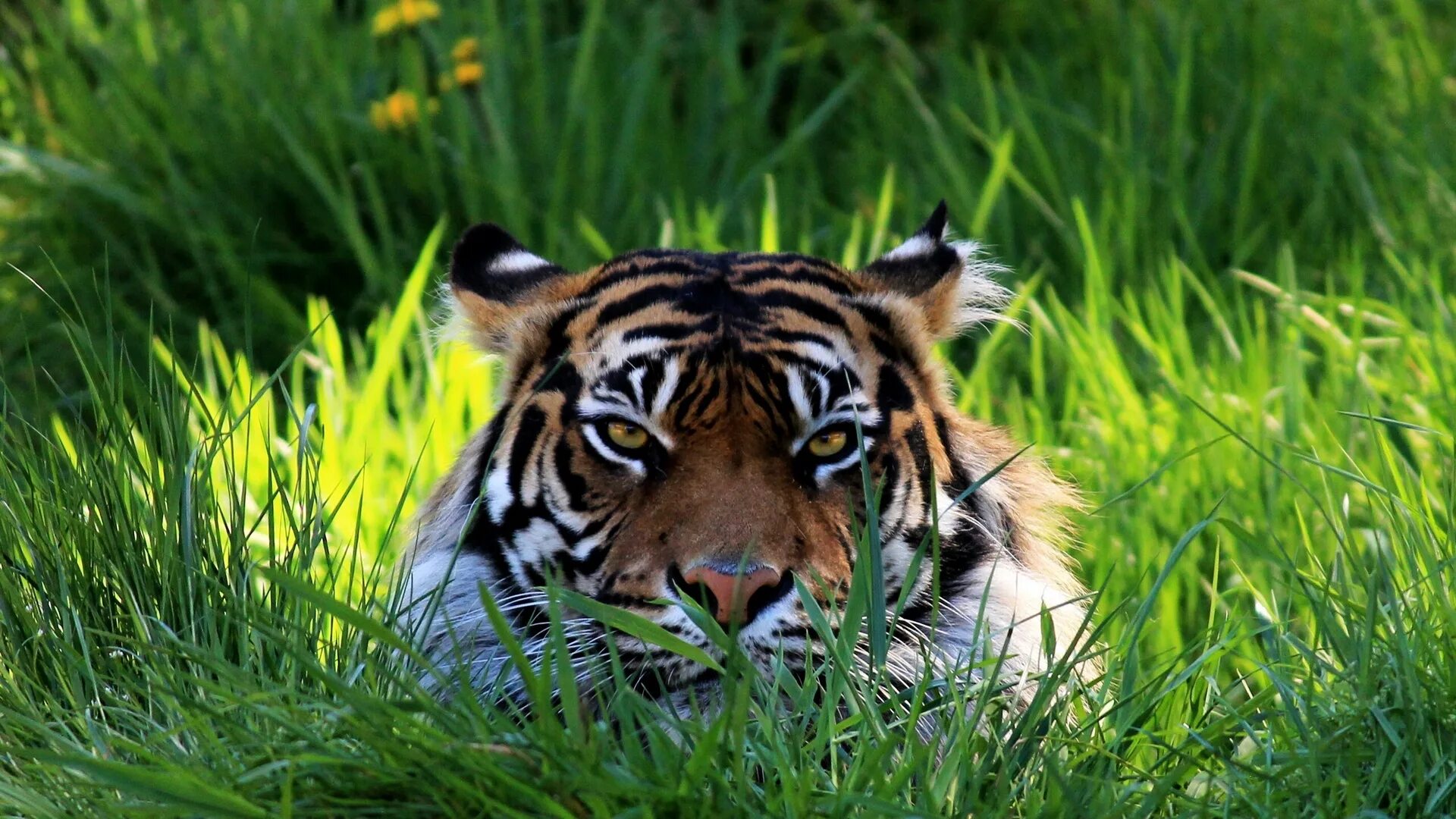 Живые обои тигр. Тигр. Картинки на рабочий стол тигр. Тигр в природе. Тигр в траве.