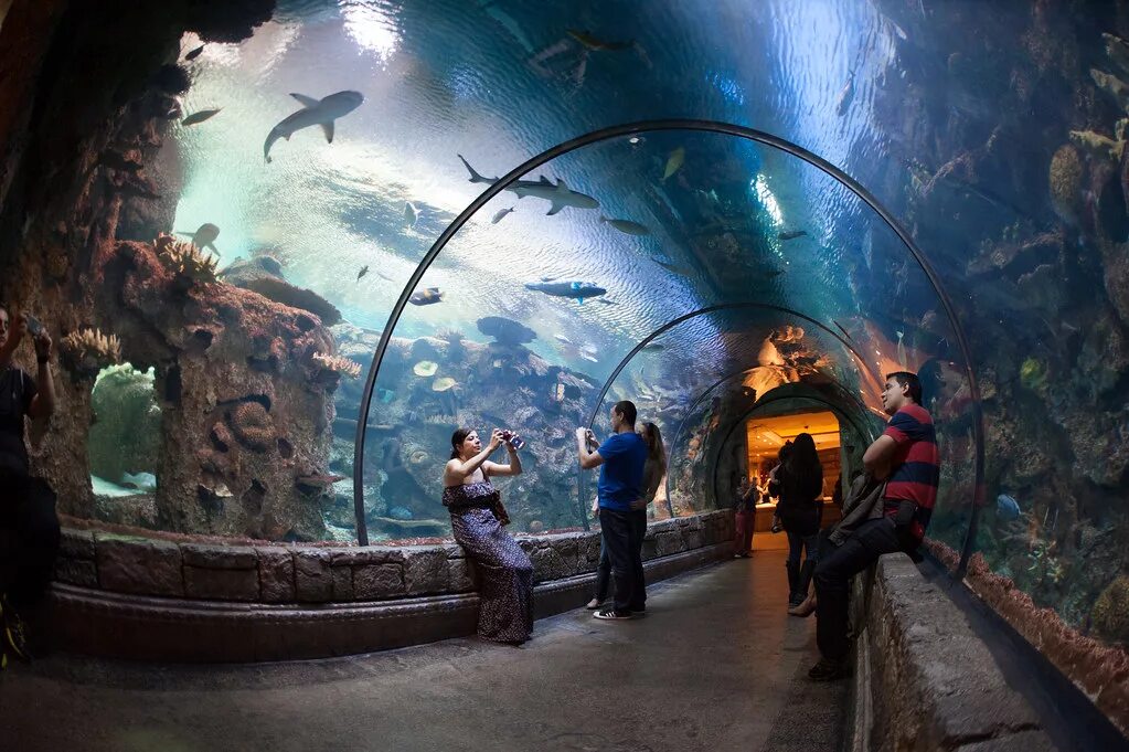 Shark Reef Aquarium Лас Вегас. Аквариум «Акулий риф». «Акулий риф» Лас Вегас акеонариум. Shark Reef at mandalay Bay Лас-Вегас.