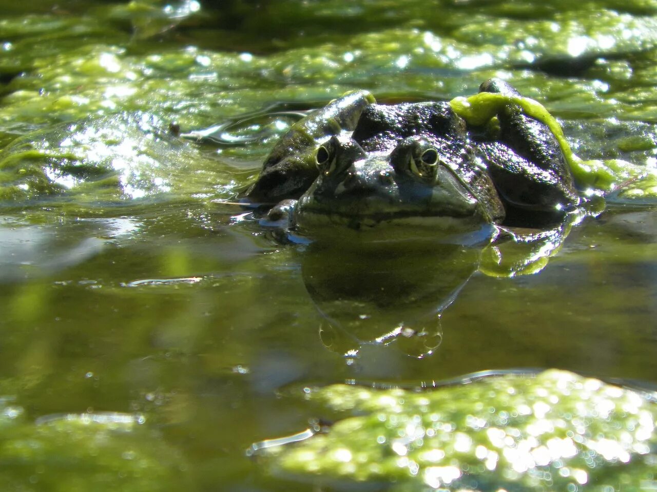 Дыхание лягушки в воде. Лягушачий прудик. Лягушка в пруду. Лягушатник водоросли. Водяная лягушка.