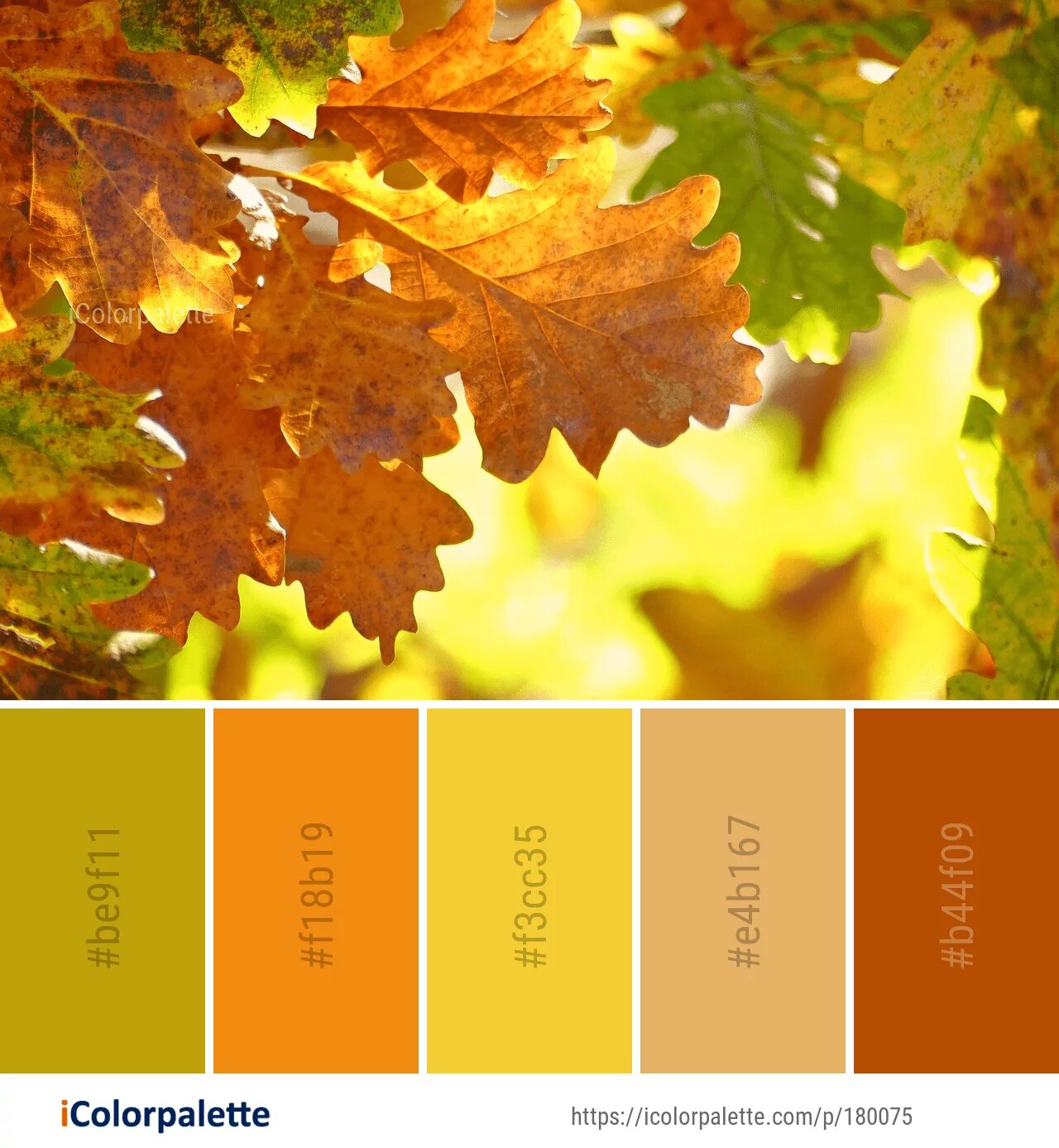 Палитра лист. Осенняя цветовая палитра. Осенние цветовые сочетания. Палитра осени. Осенние оттенки цветов.