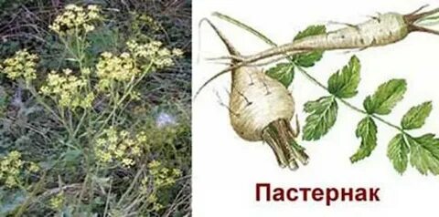 Пастернак польза