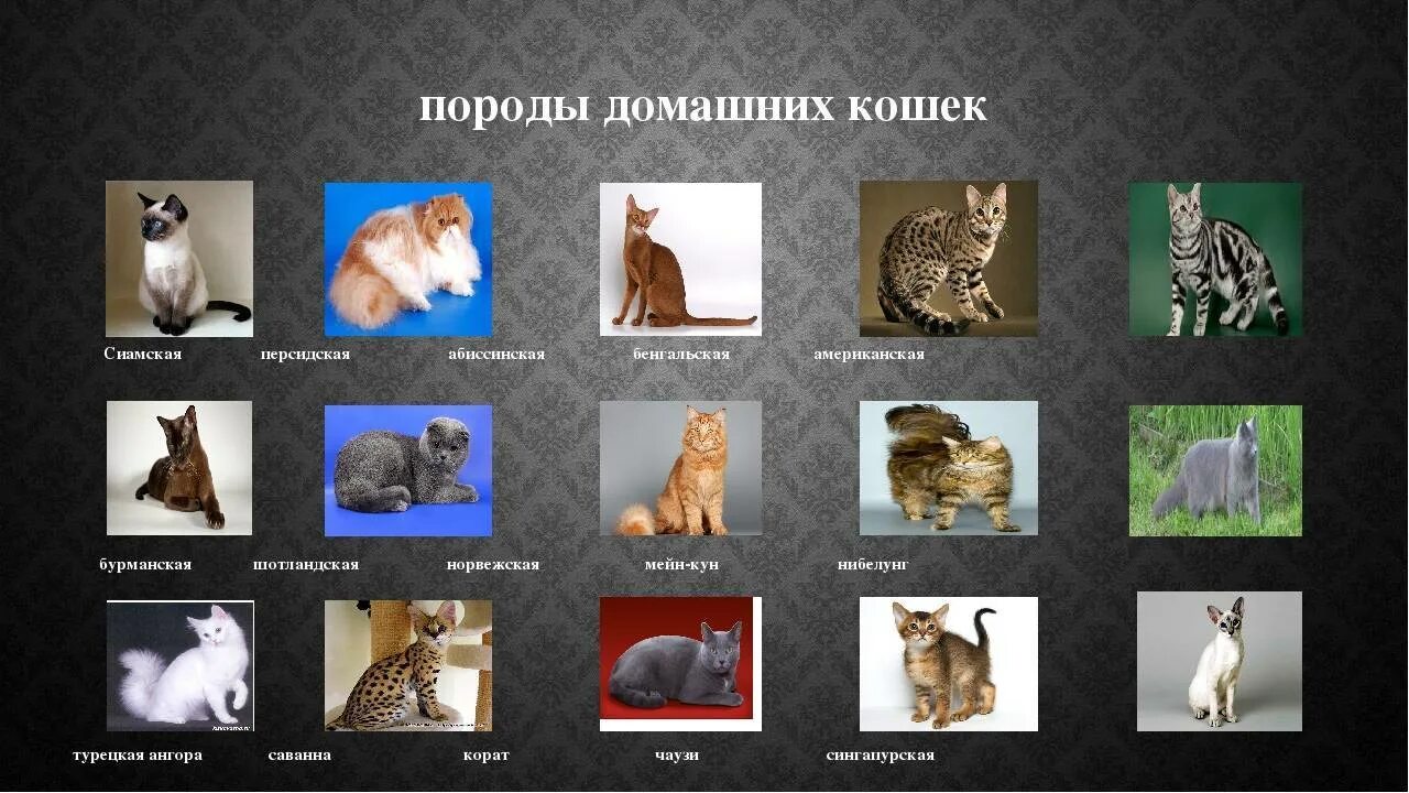 Какие породы домашних. Примеры пород домашних животных. Породы кошек с фотографиями и названиями. Примеры пород домашних кошек. Породы домашних кошек с фотографиями и названиями.