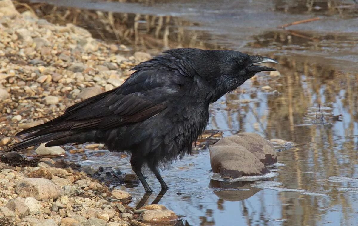 Чёрная воро́на Corvus Corone. Крук ворон. Коричневый ворон. Черные птицы Сибири. Найден черный ворон