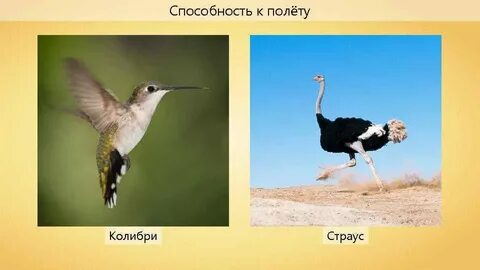 Способность полета