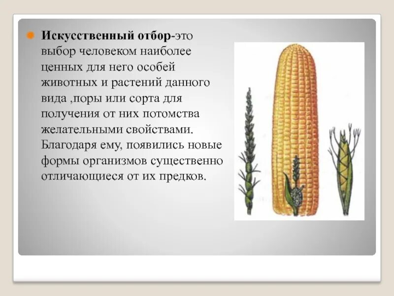 Стратегия усиления позиций на рынке. Искусственный отбор это в биологии. Искусственный отбор примеры. Выбор человеком наиболее ценных для него особей. Таблица по биологии методы селекции 9 класс.