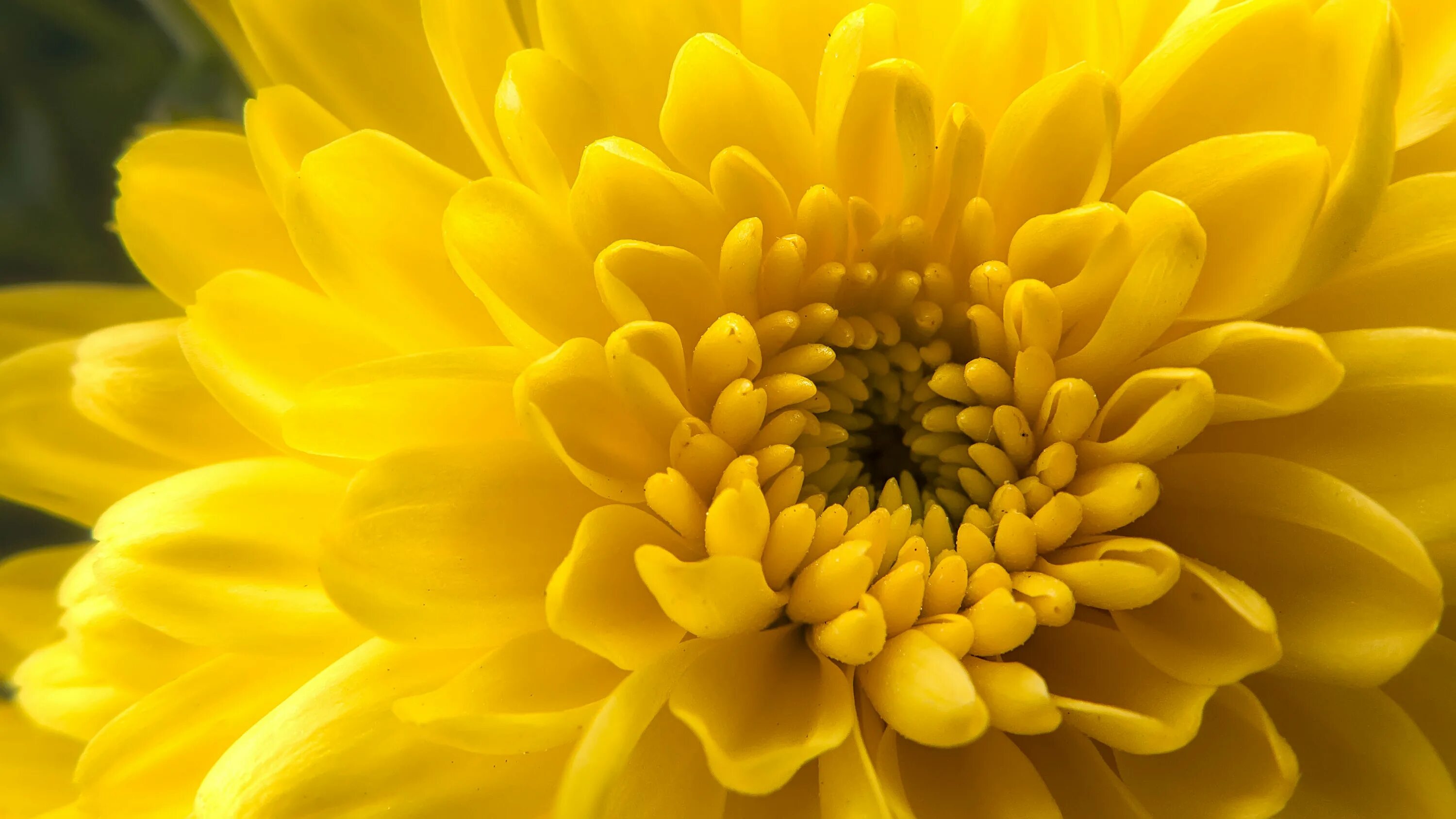 Желтые хризантемы фото красивые Yellow ping pong chrysanthemums Chrysanthemum, Chrysanthemum flower, Yellow chry