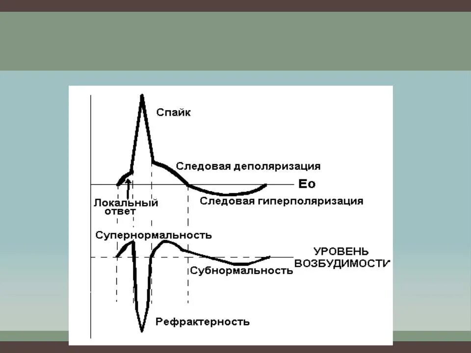 Возбудимость в фазу следовой деполяризации. Гиперполяризация потенциала действия. Фазы Пд и возбудимости. Фазы локального ответа физиология.