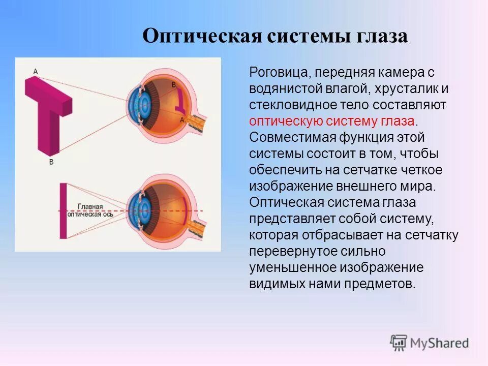 Оптическая система глаза. Оптическая система глаза состоит. Строение оптической системы глаза. Оптический аппарат глаза состоит из.