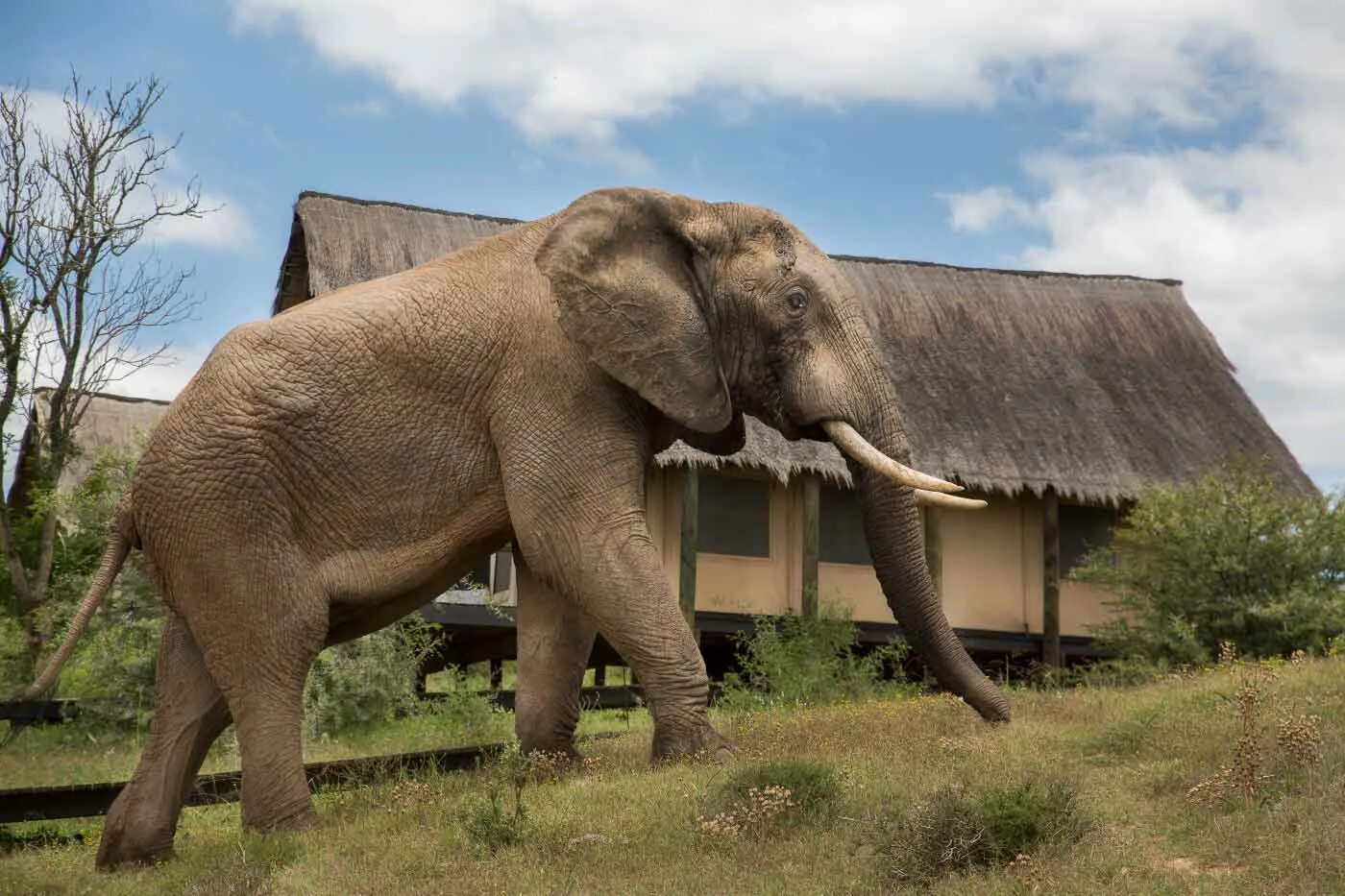 Национальный парк Эддо ЮАР. Национальный парк слонов Аддо. Парк слонов ЮАР. Рай для слонов. Elephant camp