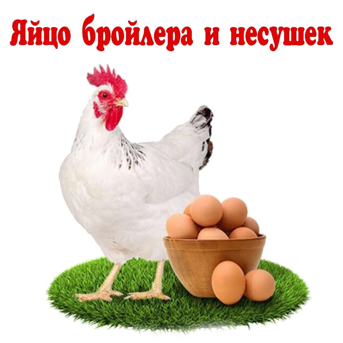 Реклама курочки. Курица с яйцами. Курочка с яичками. Курица на белом фоне. Белая курица.