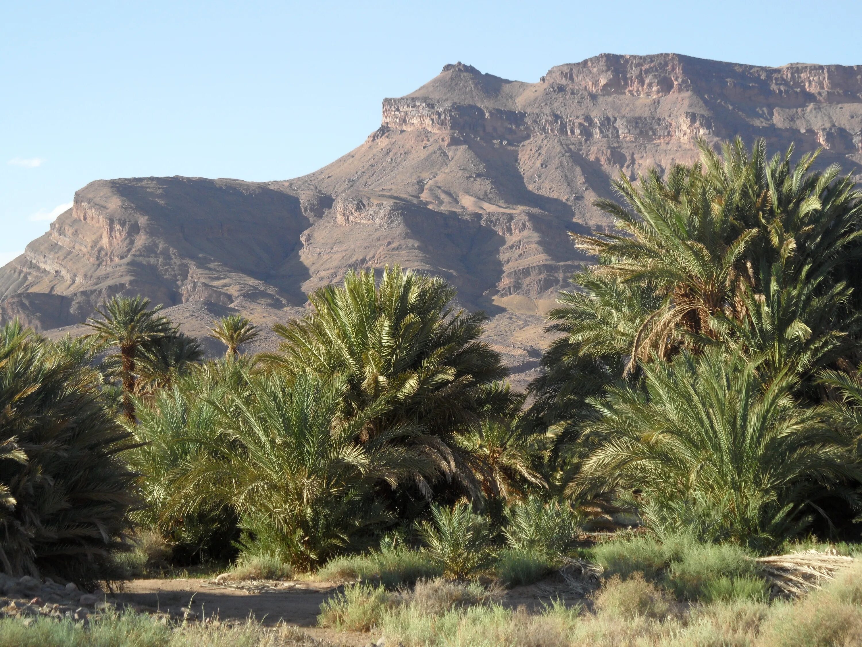 Деревья оазиса. Оазис Марокко. Долина Драа Марокко. Финиковая Пальма в пустыне.