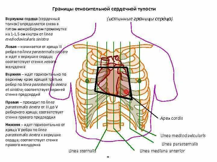 Располагающихся на верхушке