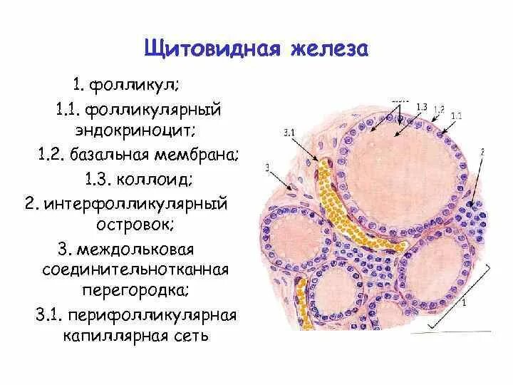 Щитовидная железа гистология препарат. Строение фолликула щитовидной железы. Фолликулы щитовидной железы гистология. Строение щитовидной железы микропрепарат.