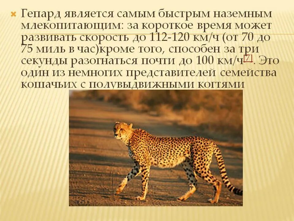 Сообщение о наземном животном. Доклад о гепарде. гепард описание. самое быстрое животное. сообщение на тему самое быстрое животное.