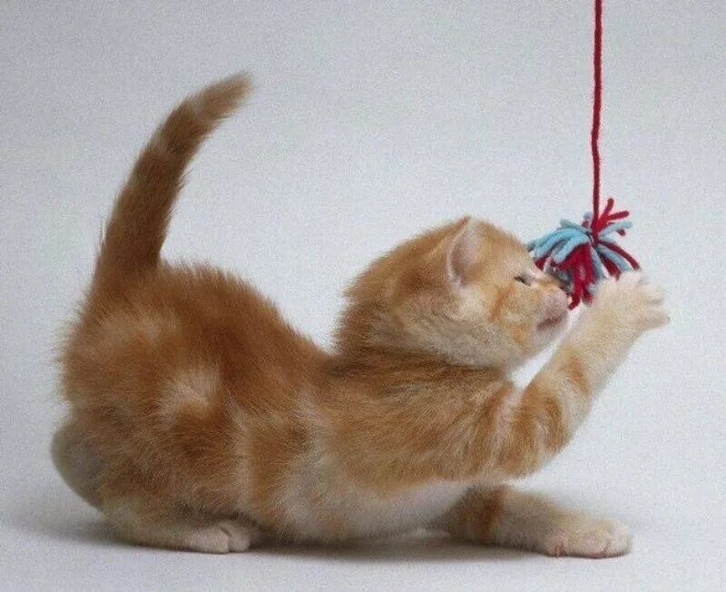 Котенок играет малыша. Игрушка «котенок». Котенок играет с хвостом. Игрушка для котов на веревочке. Кот на веревке.