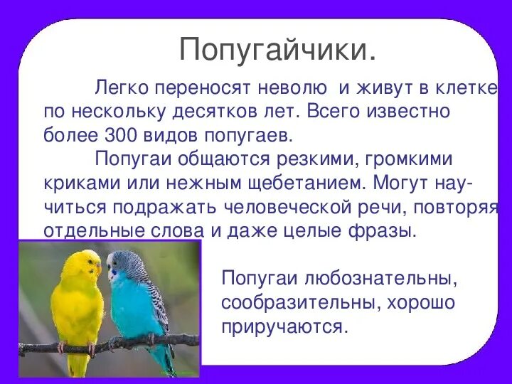 Почувствуй себя Робинзоном, окунись в природу необитаемого острова - презентация