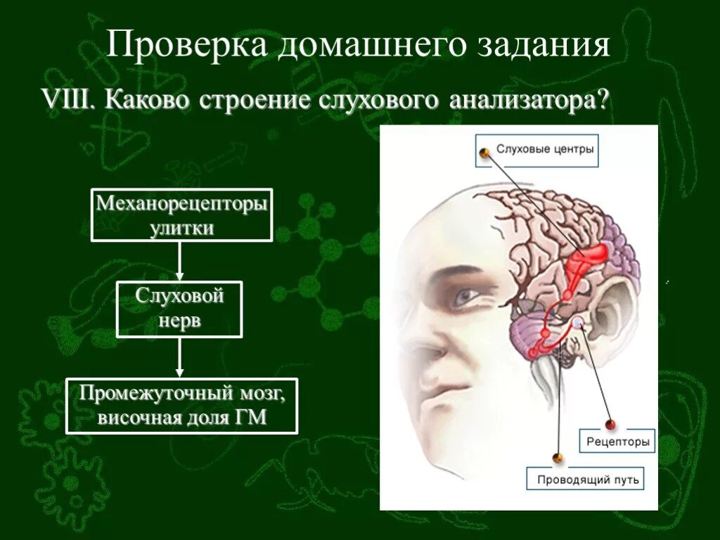 Взаимосвязь анализаторов. Взаимосвязь и взаимодействие анализаторов.. Анатомия кожный анализатор слуховой. Каково строение анализатора.