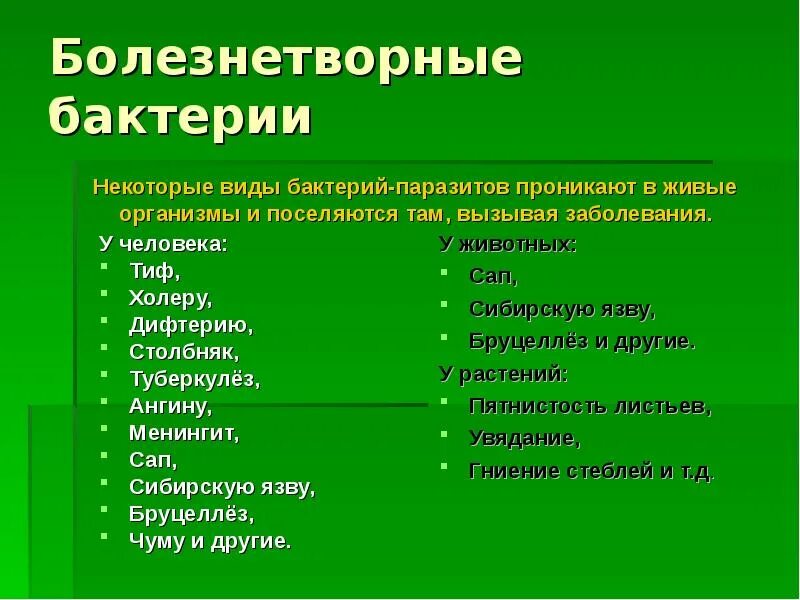 Заболевания человека вызванные болезнетворными бактериями. Сообщение о болезнетворных бактериях. Болезнетворные бактерии виды. Разновидности болезнетворных бактерий. Болезнетворные бактерии и заболевания которые они вызывают.