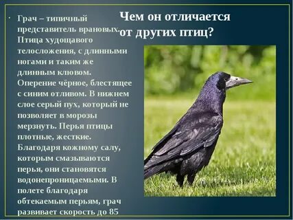 Тип развития грача
