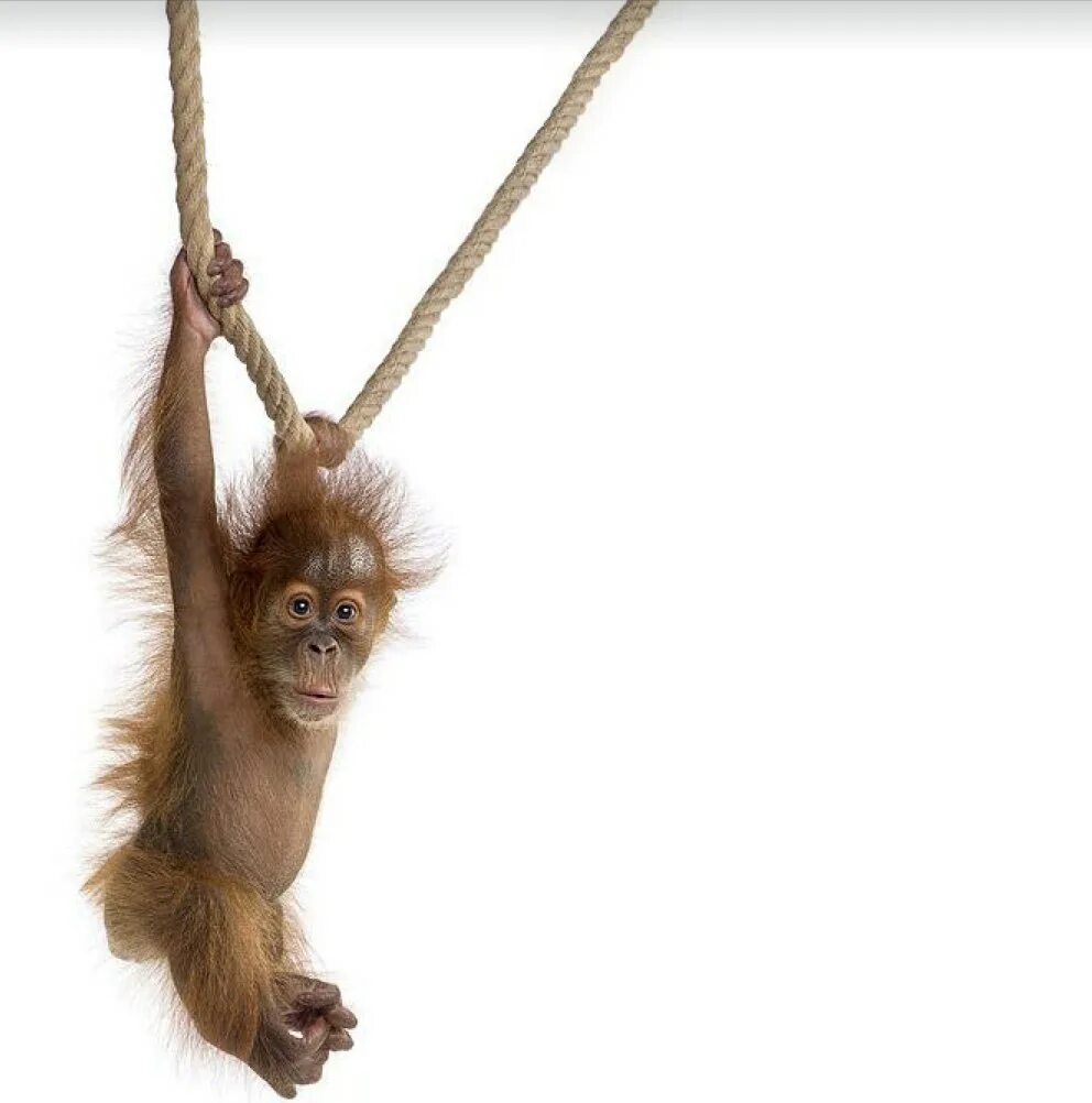 Интересные смешные факты. Смешные и прикольные факты. Интересные факты о человеке смешные. Занимательные факты о зубах. Забавные факты ты не можешь увидеть свои уши.