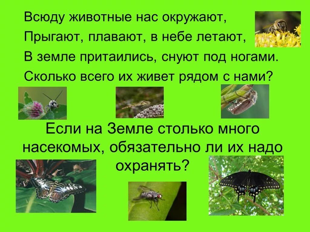 Как охраняют насекомых. Охрана насекомых. Презентация на тему насекомые. Охрана насекомых. Охрана насекомых.