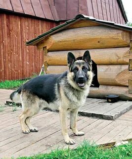 Собака сторожит