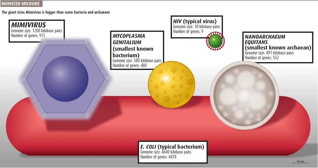 Мимивирус. Гигантские вирусы мимивирусы. Мимивирус размер. Вирусы бактерий мимивирус. Virus vs virus