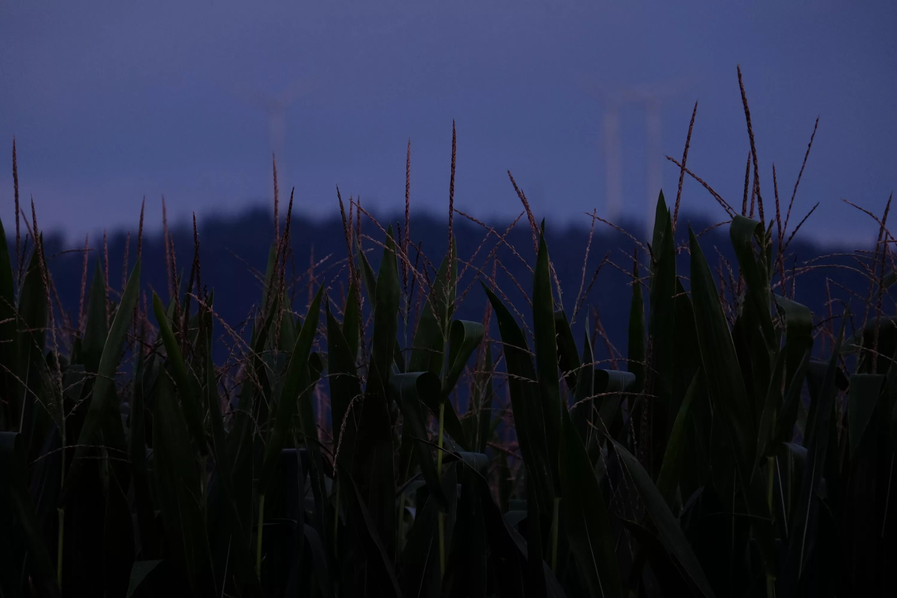 Ночное поле. Трава ночью. Эстетика поля ночью. Эстетика травы в поле.