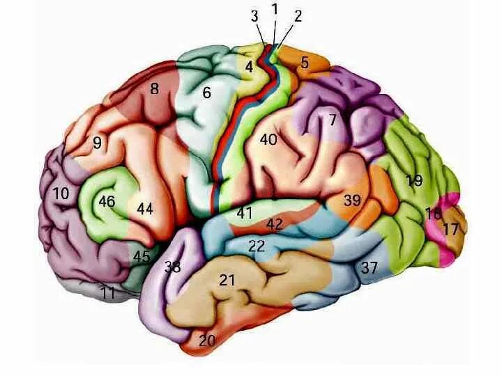 Корковые центры мозга. Мозг поля Бродмана. Зоны полей Бродмана. Поля Бродмана слухового анализатора. Третичные зоны коры головного мозга.