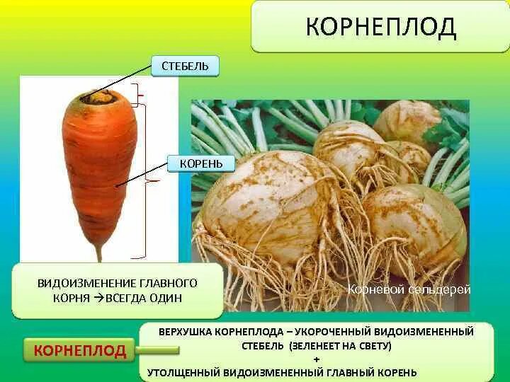 Капуста видоизмененный корень. Сельдерей корневой видоизменение корня. Корнеплод корень. Корнеплод это стебель. Видоизменения главного корня – корнеплоды.