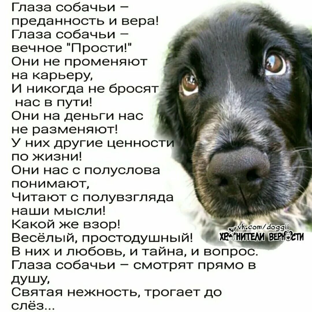 Про верность собак