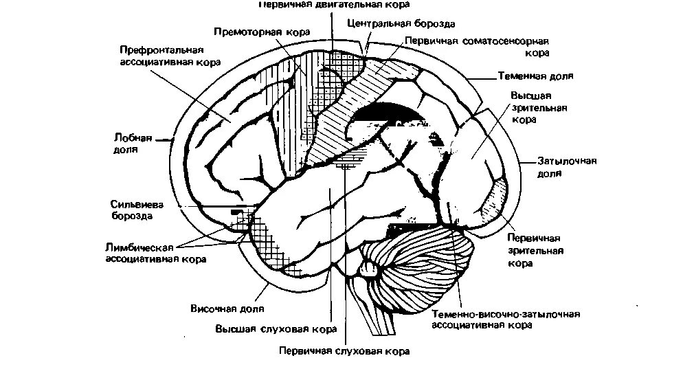 Затылочная область коры головного мозга. Схема функциональных областей коры.