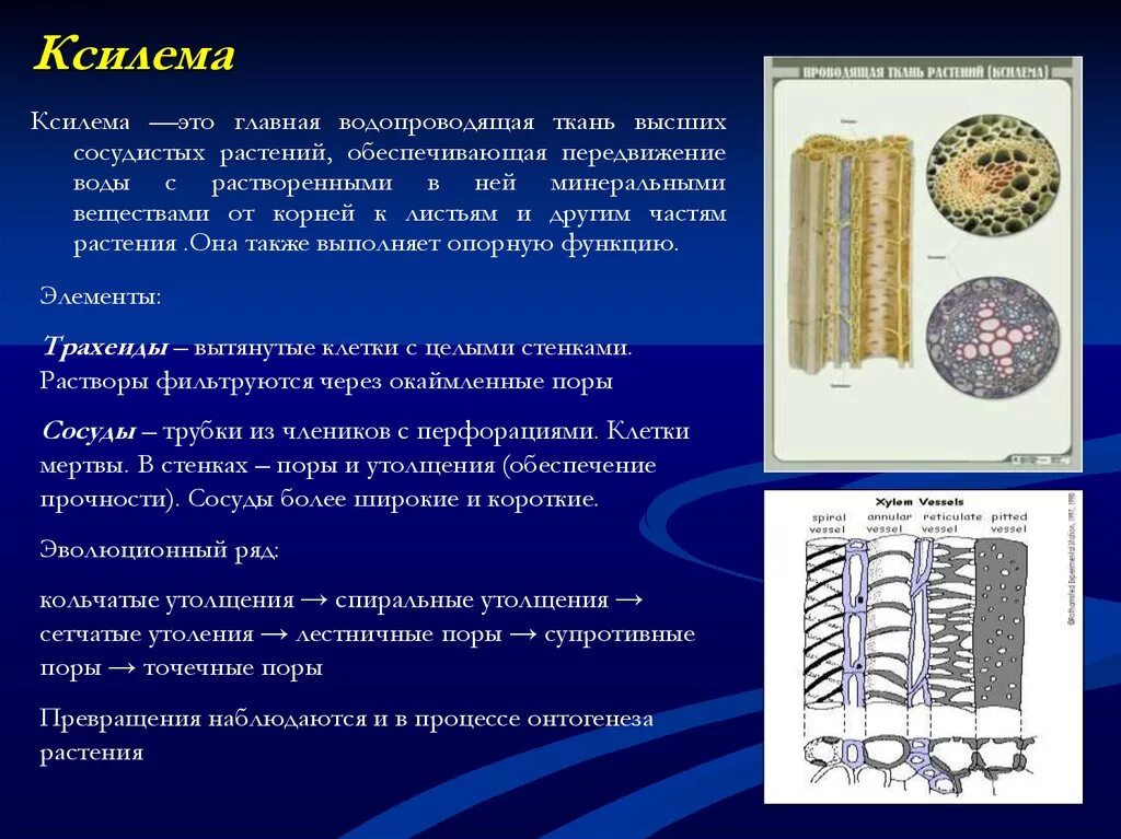 Какую функцию выполняют сосуды у растений 2.2. Ситовидные трубки Ксилема растений. Строение первичной ксилемы. Строение ксилемы растений. Особенности строения ксилемы.