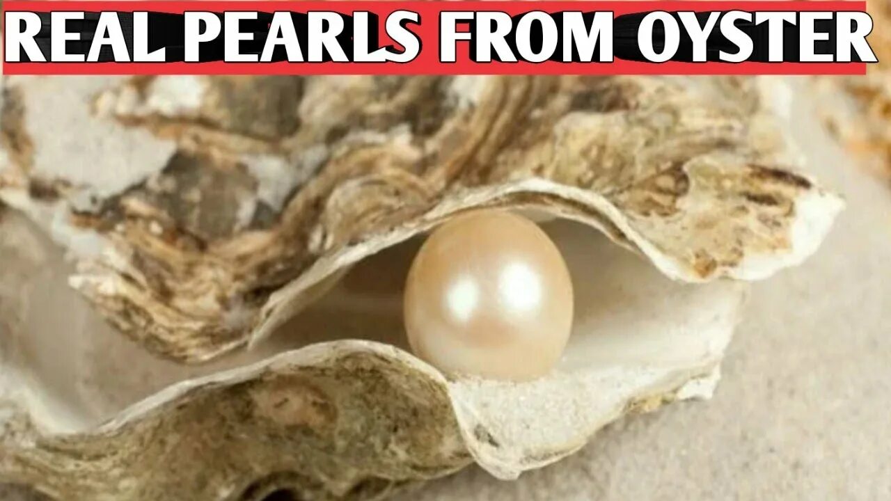 Sans souci pearl. Sans souci pearl