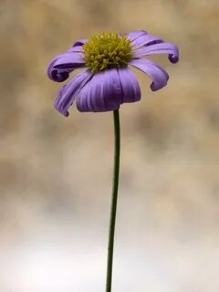 Small flower