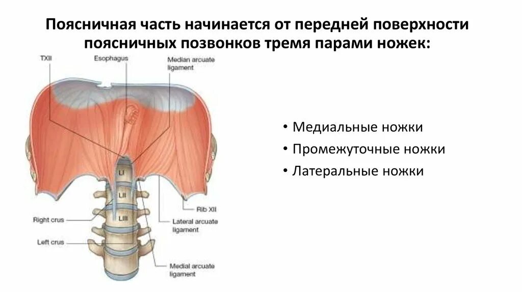 Поясничная часть диафрагмы. Строение диафрагмы ножки. Поясничная часть диафрагмы анатомия. Поясничная часть диафрагмы прикрепление. Части поясницы