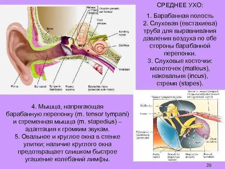 Прохождение воздушных масс в полость среднего уха. Прохождение воздушных масс в полость среднего уха