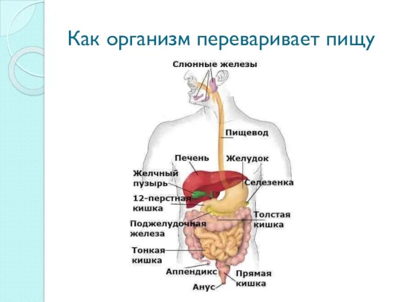 Легкое переваривание пищи. Как организм переваривает пищу. 3 Класс по окружающему пищеварительная система. Пищеварительная система 3 класс окружающий мир. Органы пищеварительной системы 3 класс окружающий мир.