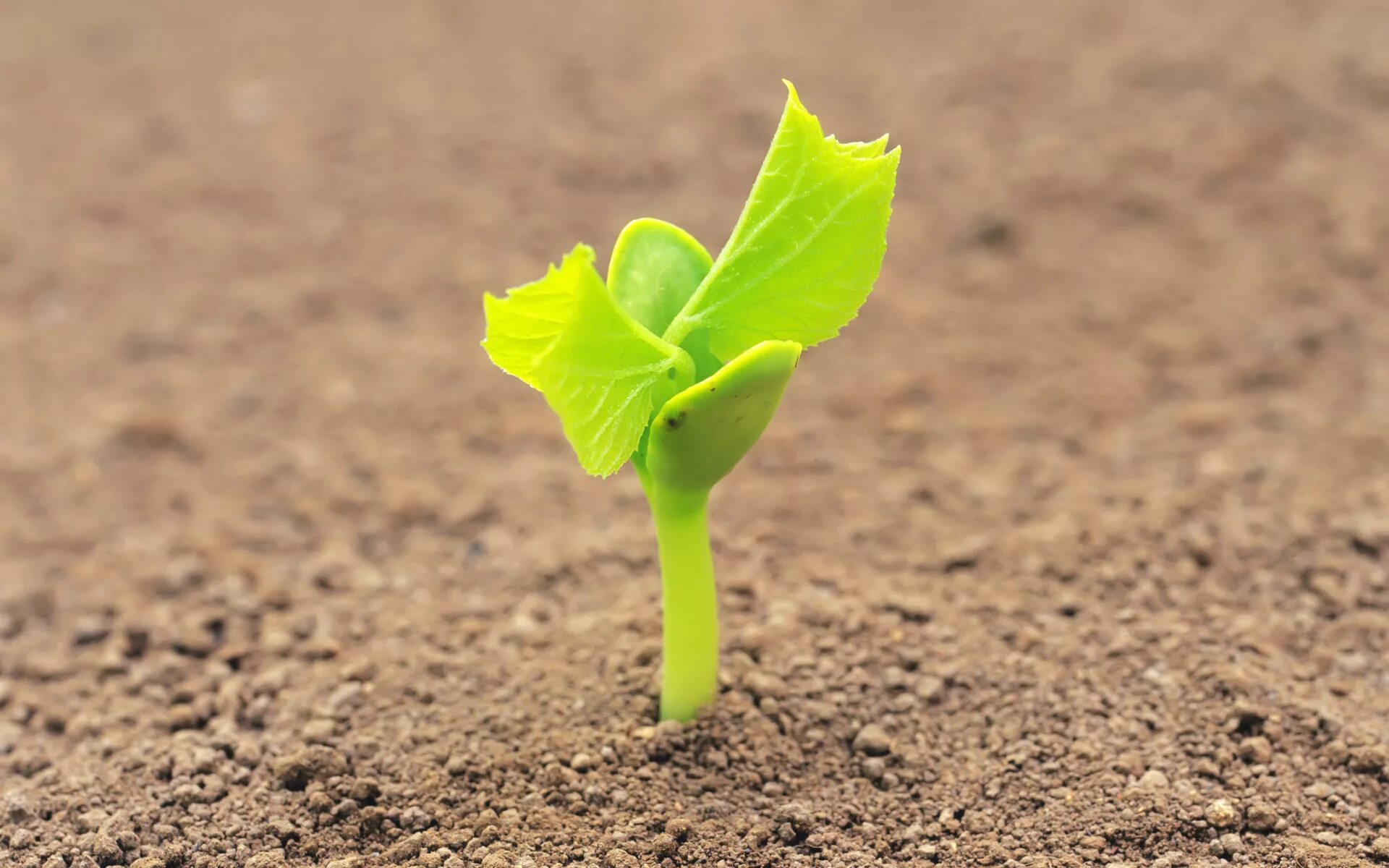 проросток рассада ортон. росток растет. грунт зеленый росток. ростки фасоли. органическая земля.