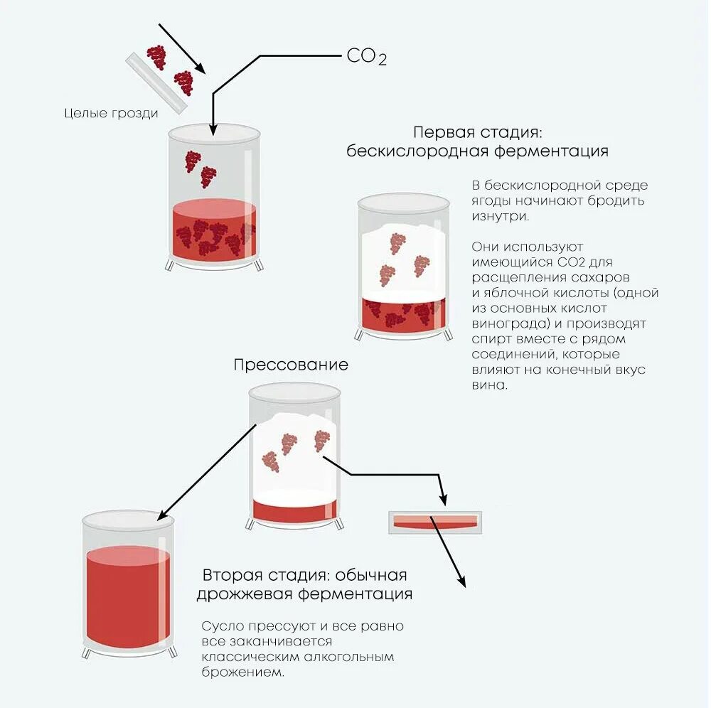 Мацерация вина. Углекислотная мацерация. Мацерация в виноделии. Карбоническая мацерация. Углекислая мацерация.