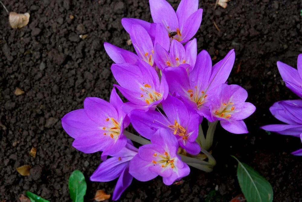 Крокусы лиловые. Безвременный. Безвременный. Безвременник весёлый. Безвременник анкарский.