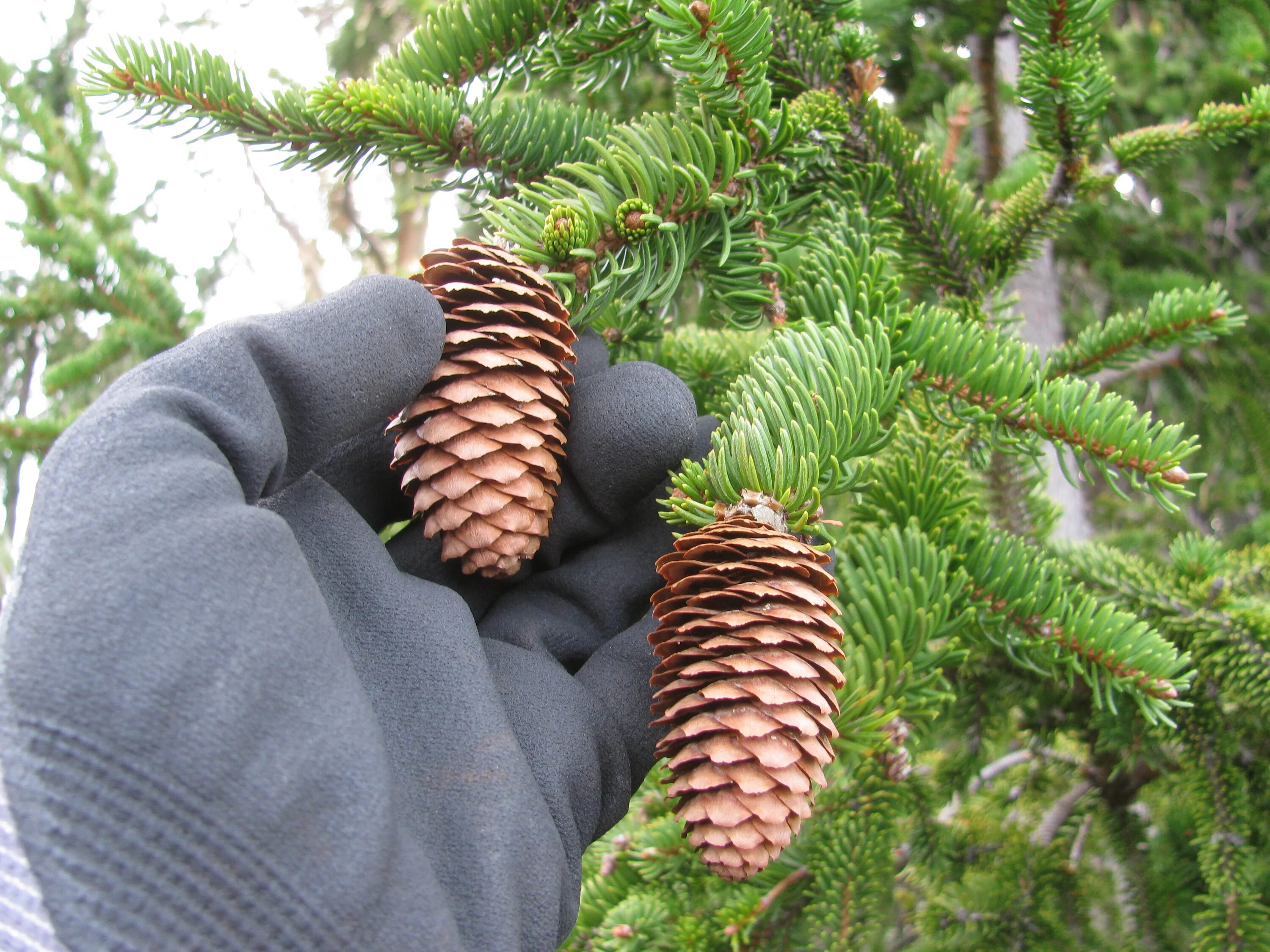 Описание шишек ели. Пихта Сибирская (Abies sibirica) шишки. Abies sibirica шишка. Ель Сибирская Picea obovata. Пихта обыкновенная ш шки.