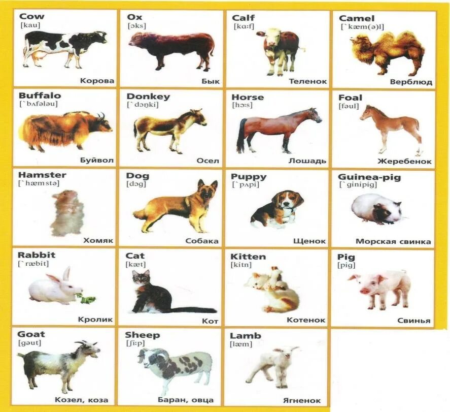Как называется буква собака. Домашние животные названия. Дикие и домашние животные с именами. Названия животных на английском. Название животных на чеченском.