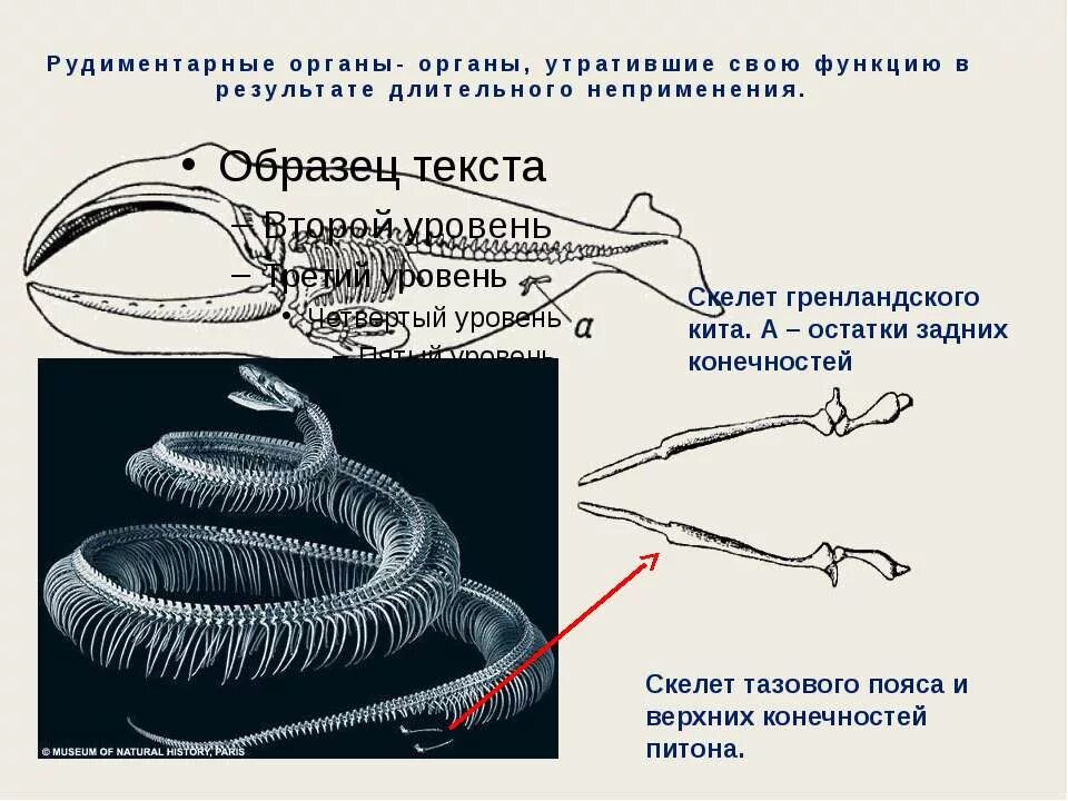 Рудимент у питона. Рудиментарные задние конечности питона. Рудиментарные конечности у змей. Скелет змеи рудиментарные конечности. Рудиментарные органы питона.