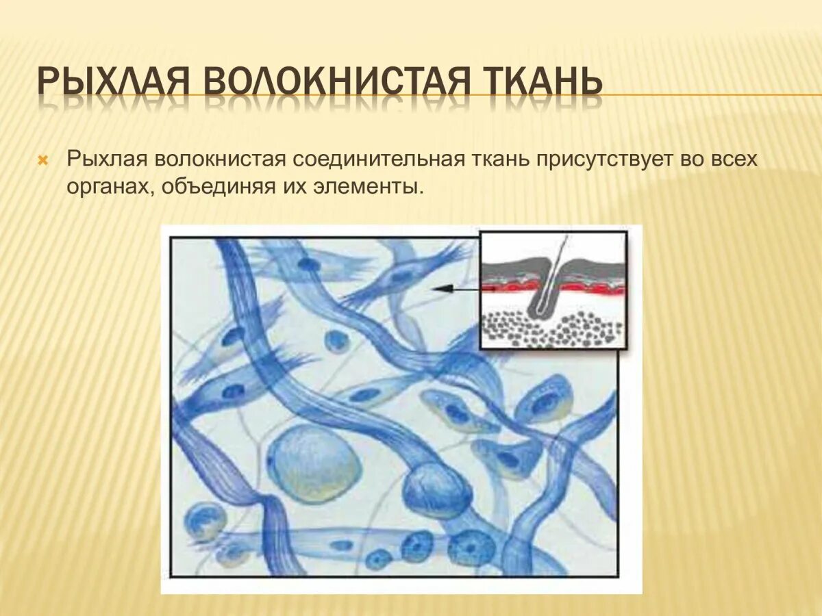 Рыхлая волокнистая соединительная ткань функции. Ткань соединительная волокнистая соединительная. рыхлая волокнистая соединительная ткань. строение рыхлой волокнистой соединительной ткани рисунок. рыхлая волокнистая соединительная ткань рисунок.