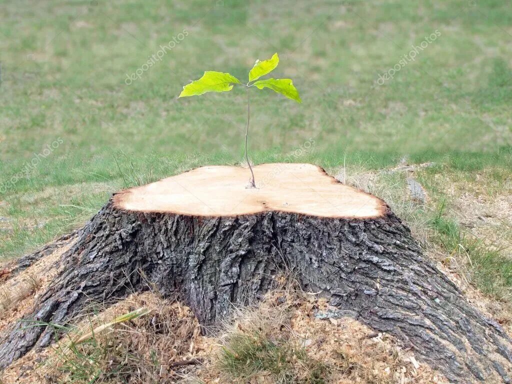 Как пробудить спящее дерево