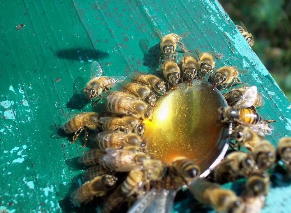Весенняя подкормка пчел сиропом. Подкорм пчел. Подкормка пчел. Сироп для подкормки пчел. Кормежка для пчел.