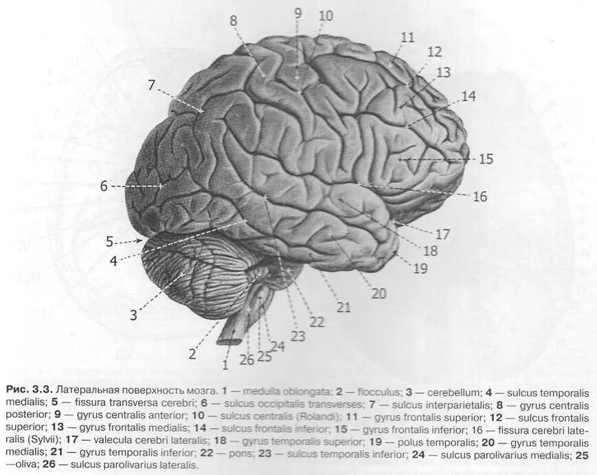 Латинское название мозга. Латеральная ямка головного мозга. Латеральная ямка большого головного мозга. Борозды головного мозга анатомия. Цистерна латеральной ямки большого мозга.