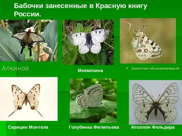 Какая бабочка в красной книге. Бабочки красной книги. Какая бабочка в красной книге. Какая бабочка в красной книге. Бабочки красной книги.